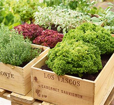Gemüse-, Kräuter- und Obstgarten im August Gemüse-, Kräuter- und Obstgarten im August