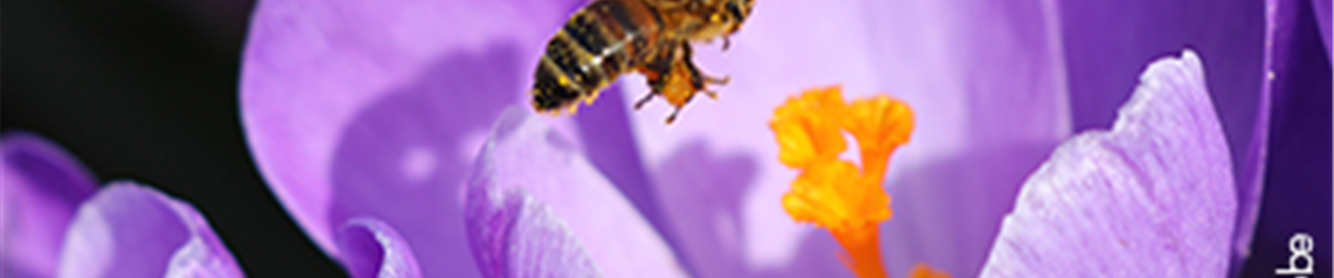 10_Oktober_Teaser_Blumenzwiebeln.jpg 10_Oktober_Teaser_Blumenzwiebeln.jpg