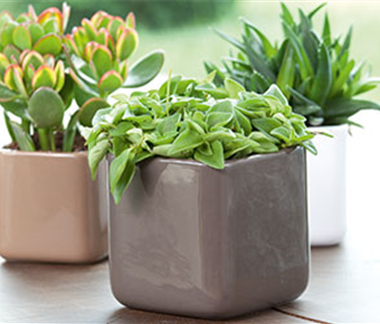 Dekorieren mit Zimmerpflanzen