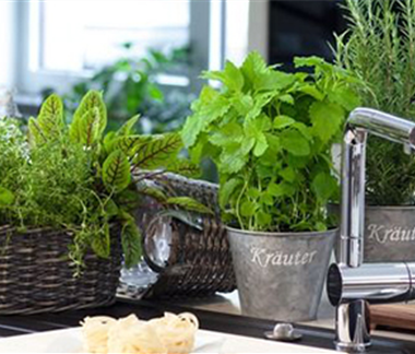 Gemüse-, Kräuter- und Obstgarten im Februar