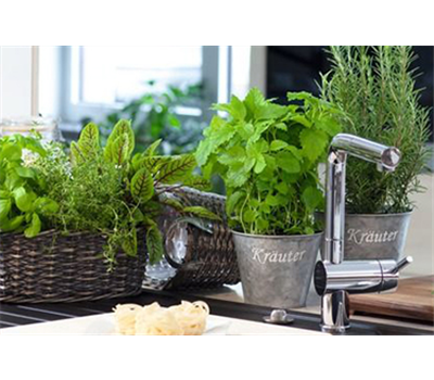 Gemüse-, Kräuter- und Obstgarten im Februar