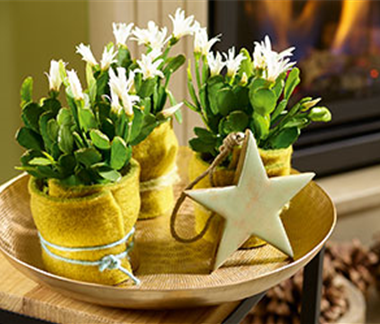 Weihnachtsdeko in Grün und Gold