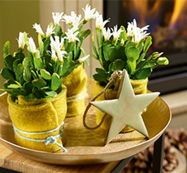 Weihnachtsdeko in Grün und Gold Weihnachtsdeko in Grün und Gold