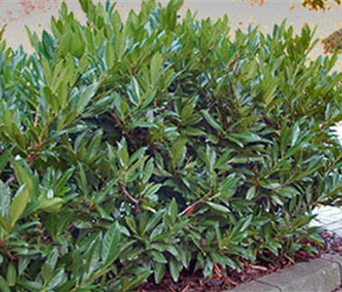 Heckenpflege im Frühjahr