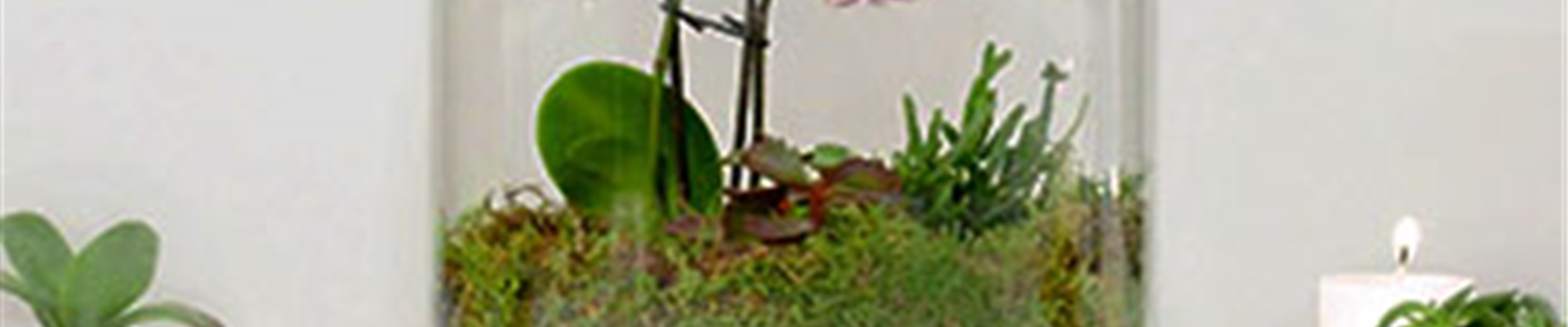 02_Februar_Teaser_Orchideenterrarium.jpg 02_Februar_Teaser_Orchideenterrarium.jpg