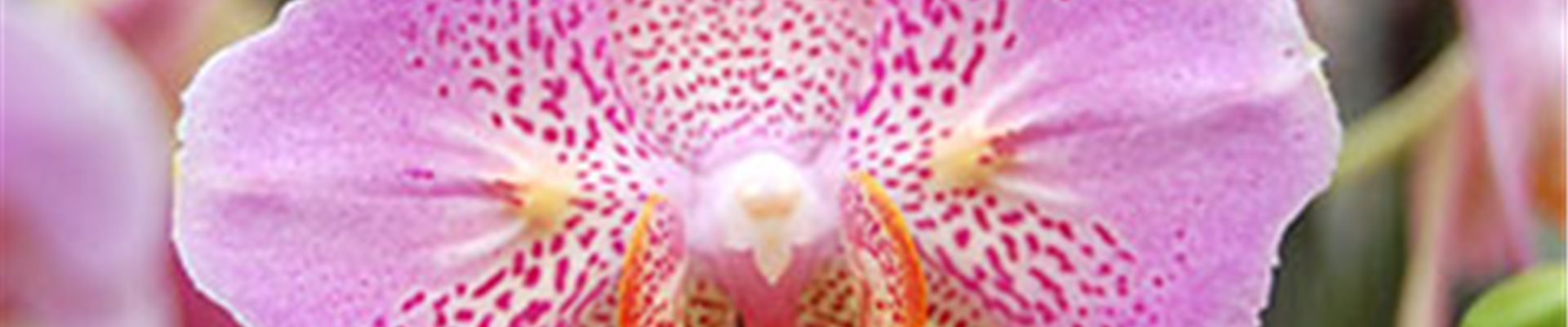 01_Januar_Teaser_Orchideenbluete.jpg 01_Januar_Teaser_Orchideenbluete.jpg