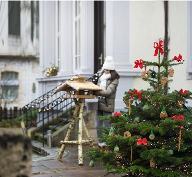 Allgemeine Gartenarbeit im Dezember Allgemeine Gartenarbeit im Dezember