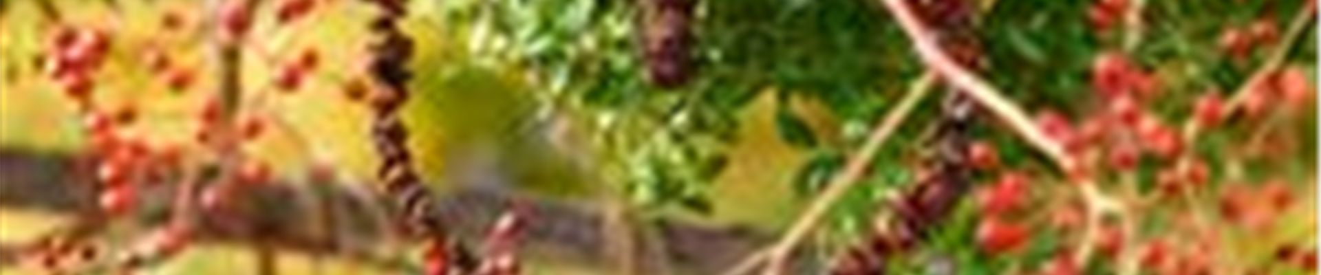 csm_Kachel_Vogelfutter_dc1140780c.jpg csm_Kachel_Vogelfutter_dc1140780c.jpg